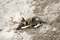 Varg (på Skansen)