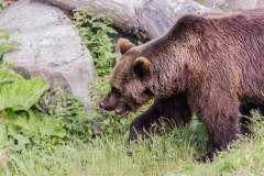 Björn (på Skansen)